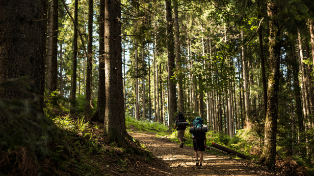 Personen die aan het wandelen zijn in een bos